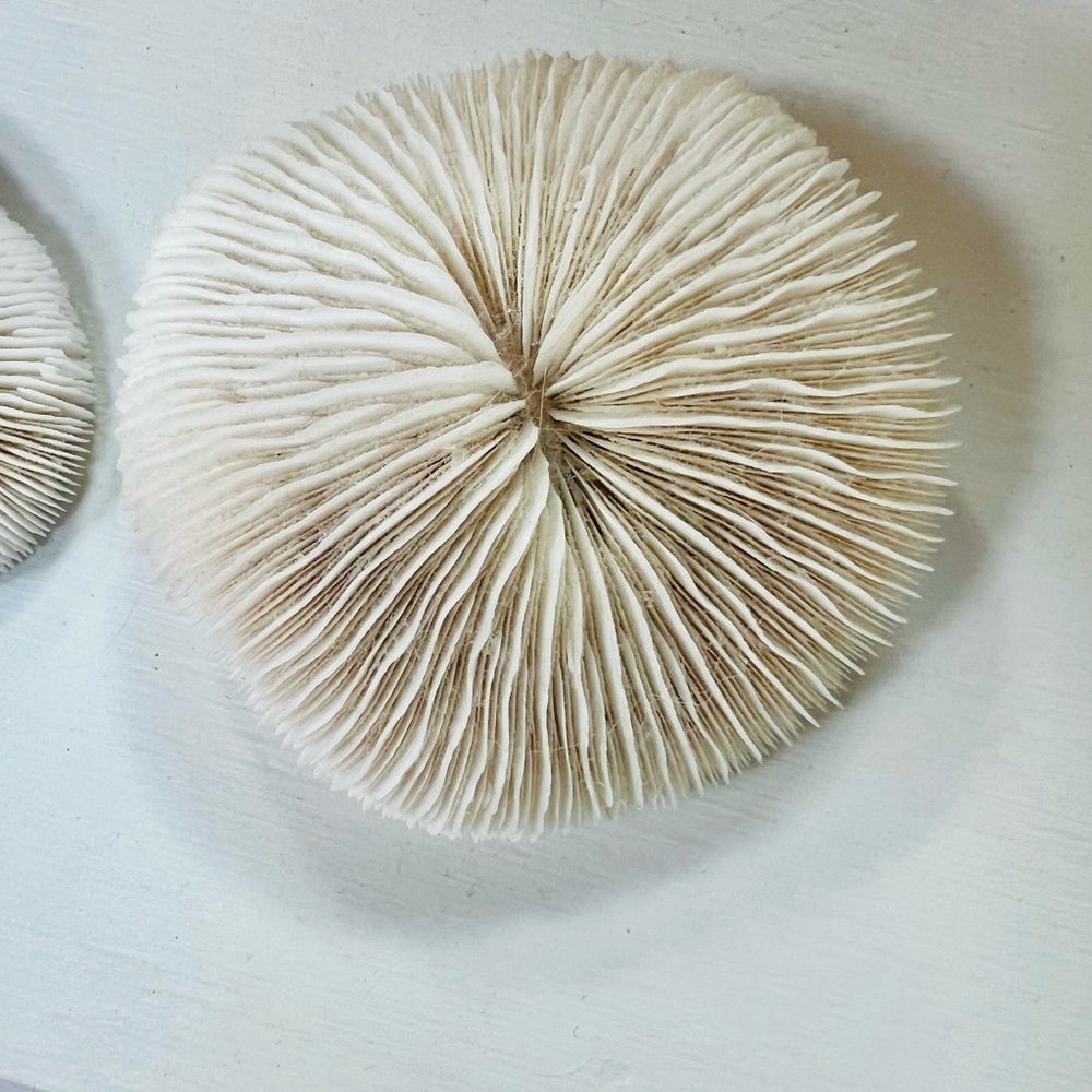 White Natural Mushroom Coral (2 pieces) - Picture 3 of 7